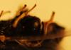 Brachymeria sp.